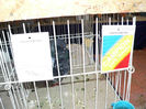 expo oradea 088