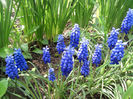 muscari 2010