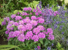Monarda mov_2013