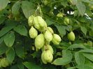 Staphylea-pinnata