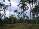 Coccothrinax argentea