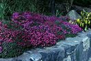 Aubretia deltoides