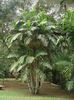 Ptychosperma macarthurii