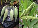 Asclepias syriaca