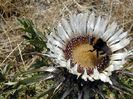 Carlina-acaulis