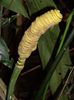 Cyclanthus bipartitus