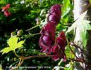 Aconitum hemsleyanum