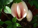 Amorphophallus bulbifer