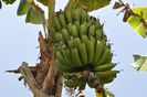 musa-paradisiaca-banana de fript