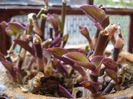 tradescantia pallida - evolutie (2)