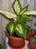 dieffenbachia - pierduta