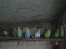 IMG00146