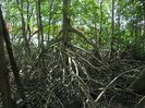 Rhizophora_mangle