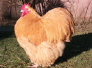 cocoselul nr 2
