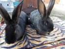 BLAKY SISTERS