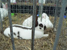 expo 2013 030