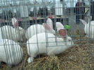 expo 2013 033