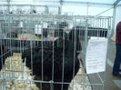 expo 2013 034