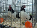 expo 2013 035
