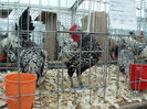 expo 2013 040
