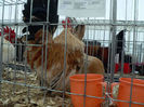 expo 2013 041