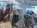 expo 2013 056