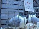 expo 2013 076