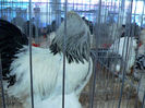 expo 2013 086