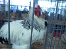 expo 2013 091