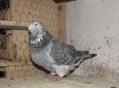 DSCF0055 mascul