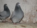DSCF0060
