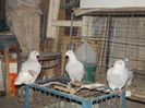 DSCF0070