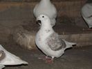 DSCF0077