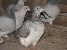 DSCF0079