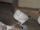DSCF0082vindut 150