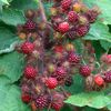 rubus_phoenicolasius