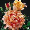 Rose_Ruffle_Dream