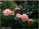 ruffles dream