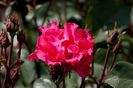 Rose,_Permanent_Wave_-_Flickr_-_nekonomania_(2)