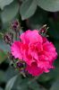 Rose,_Permanent_Wave_-_Flickr_-_nekonomania_(7)