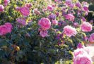 gardens_104_600x411