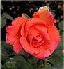 Joro rose1