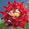 Ruffled_Rose_Mystique_Ruffle