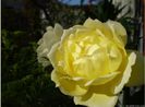 Splendid Ruffles