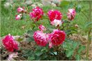 romantic ruffles