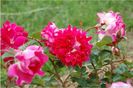 romantic ruffles2