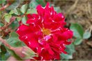 romantic ruffles4