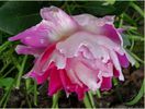 ruffles passion1