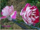 ruffles passion3