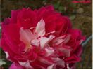 ruffles passion5